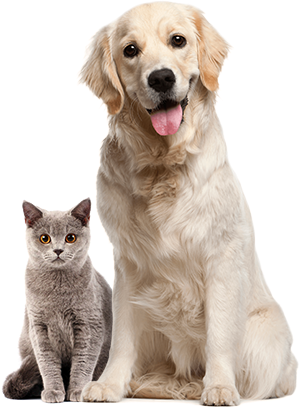 cat&dog