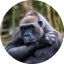 gorilla